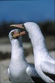 Fou masqué (Sula dactylatra) - île de Génovesa - Galapagos Ref:36780